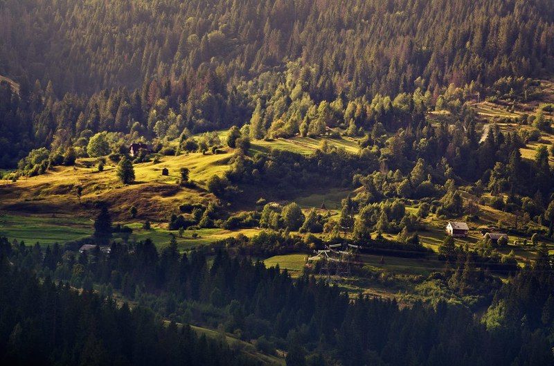 Фотосинтезphoto preview