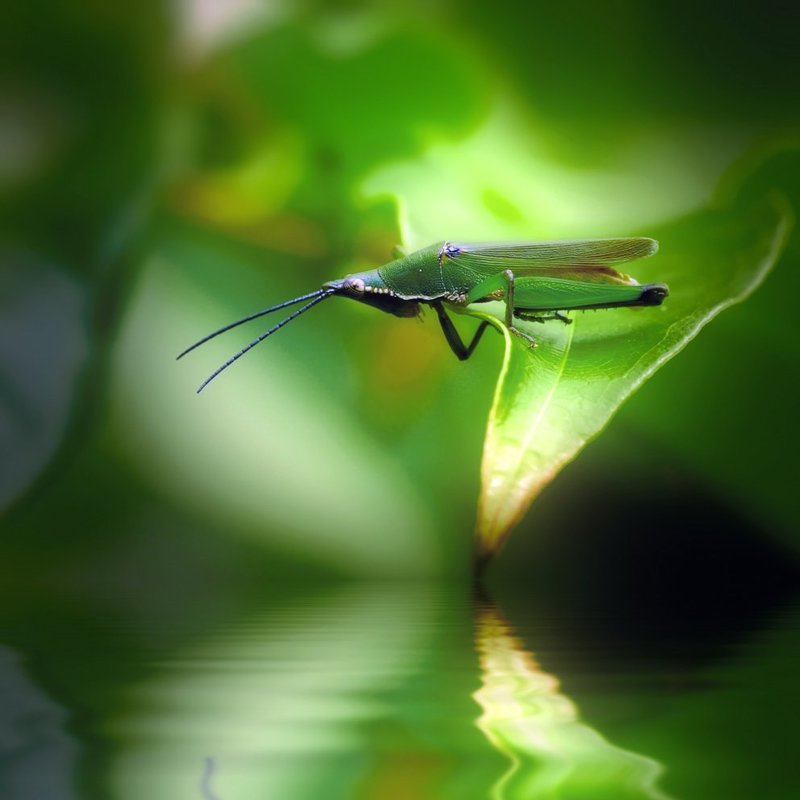 А может нырнуть?photo preview