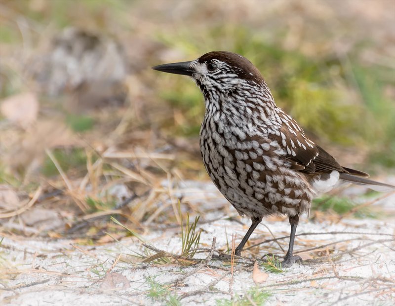 птица, кедровка, Кедровка..photo preview