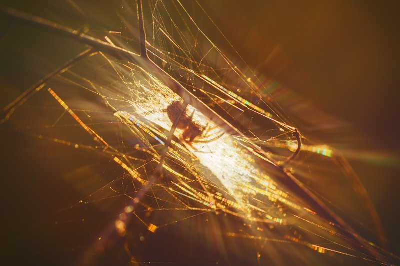 tokina 100 macro, beautiful, красивый, moment, момент, nature, природа, autumn, осень, осенняя, spider, паук, spiderweb, паутина, rainbow, радужная, sunny, солнечный, light, свет, warm, теплый, sunset, закатный, evening, вечер, Паутинково-закатное, сентябрьское...photo preview