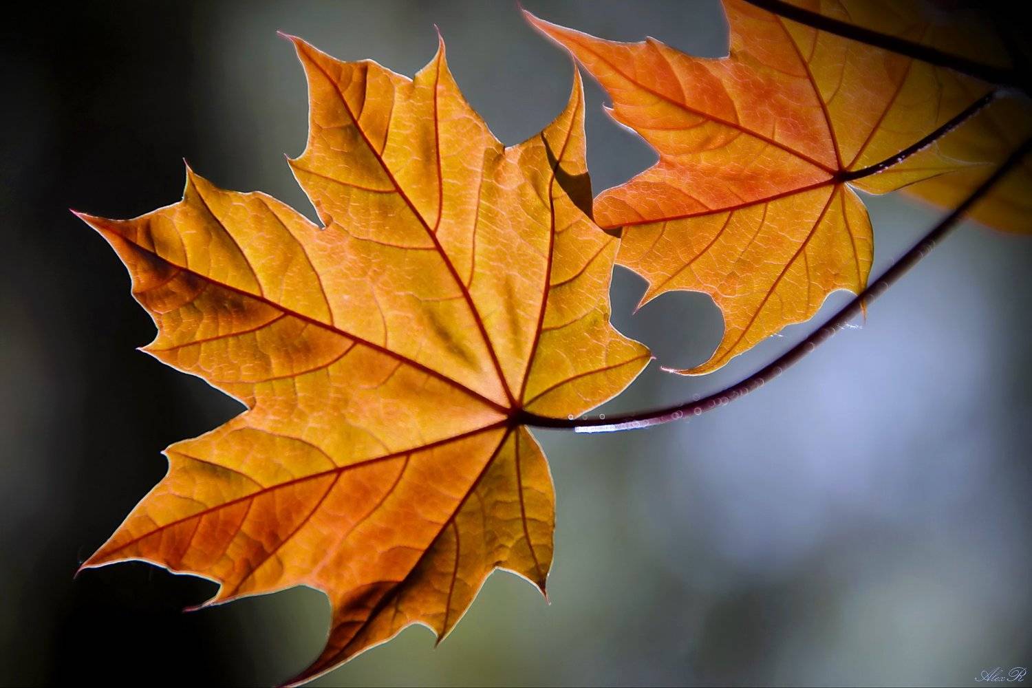 , Razgulyaev Aleksandr