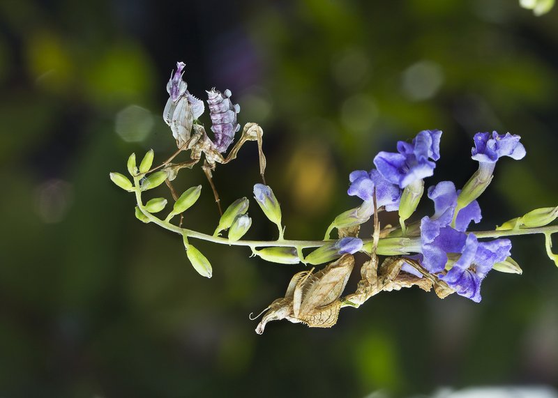 #mantis#colors#macro Mantisphoto preview