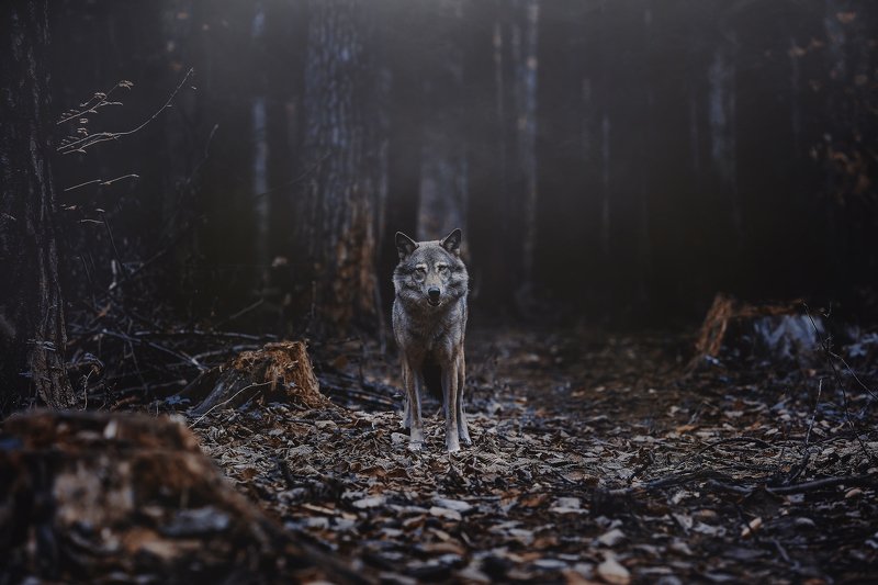 волк, лес, природа, сумерки, ночь, хищник, взгляд, встреча, дикий, wolf, animal, predator, forest photo preview