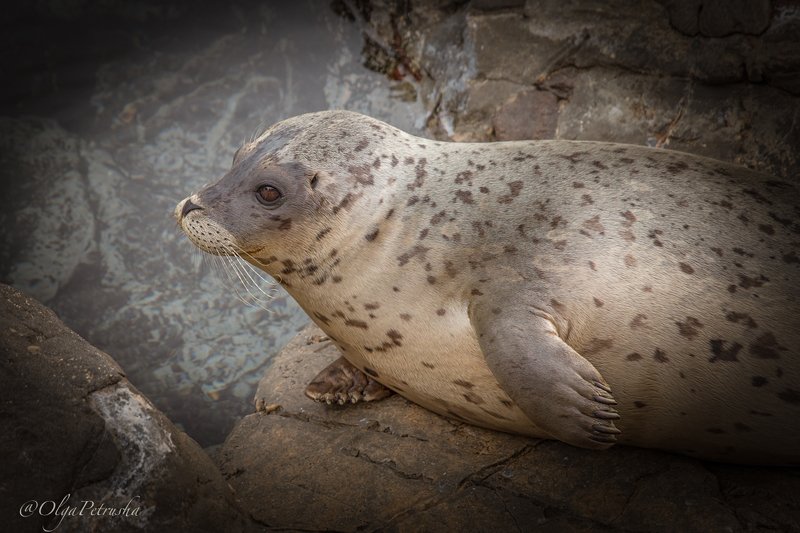 нерпа, тюлень, дикие_животные, океан, тихий_океан Пестрая нерпа.photo preview