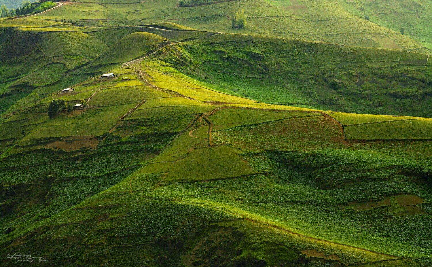 Corn field. Автор: Spring Long , Spring Long