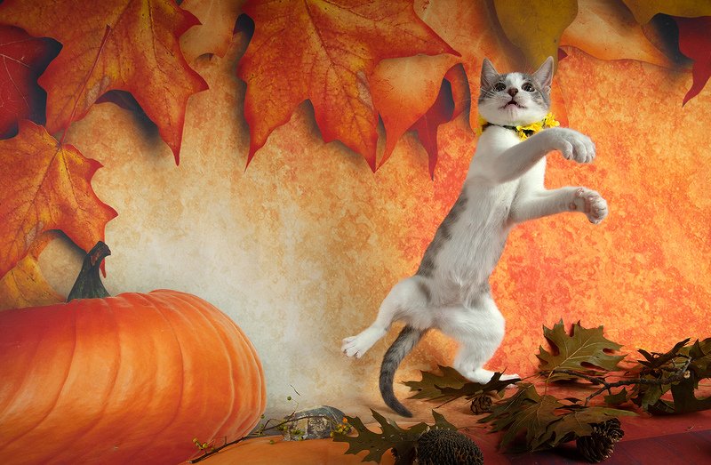 кошка, котенок, сats, домашнии любимцы, котенок, kitten,натюркотики, осень,autumn Котенок Сэйдж и Осень.photo preview