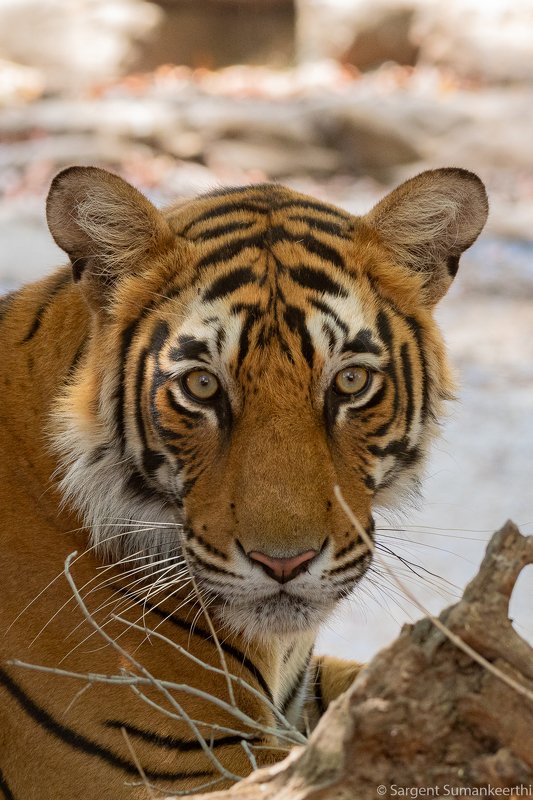 Potrait of a tigerphoto preview