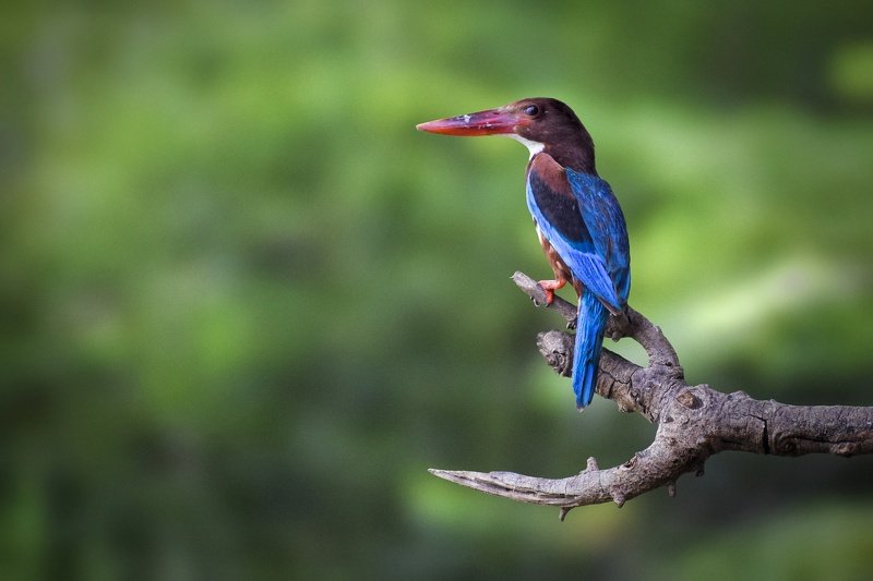 white throated kingfisher, white-breasted kingfisher, halcyon smyrnensis, alcedinidae, kingfisher, parth kansara, birds, green, wildlife, nature, birdsof india, White throated kingfisherphoto preview