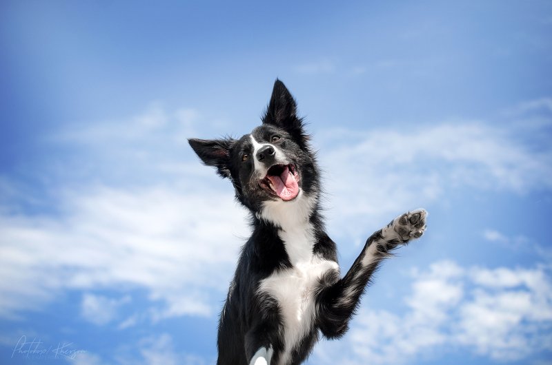 анималистика, портрет Smilephoto preview