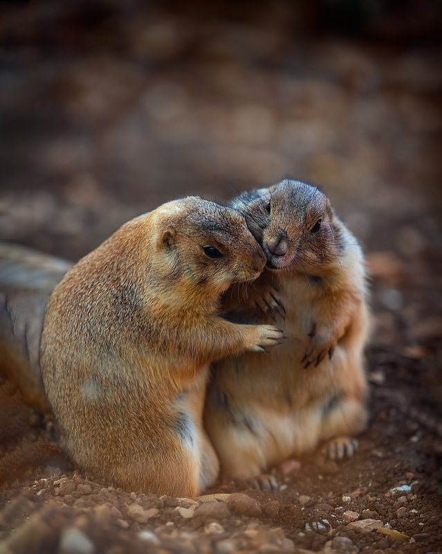 животные любовь Это любовьphoto preview