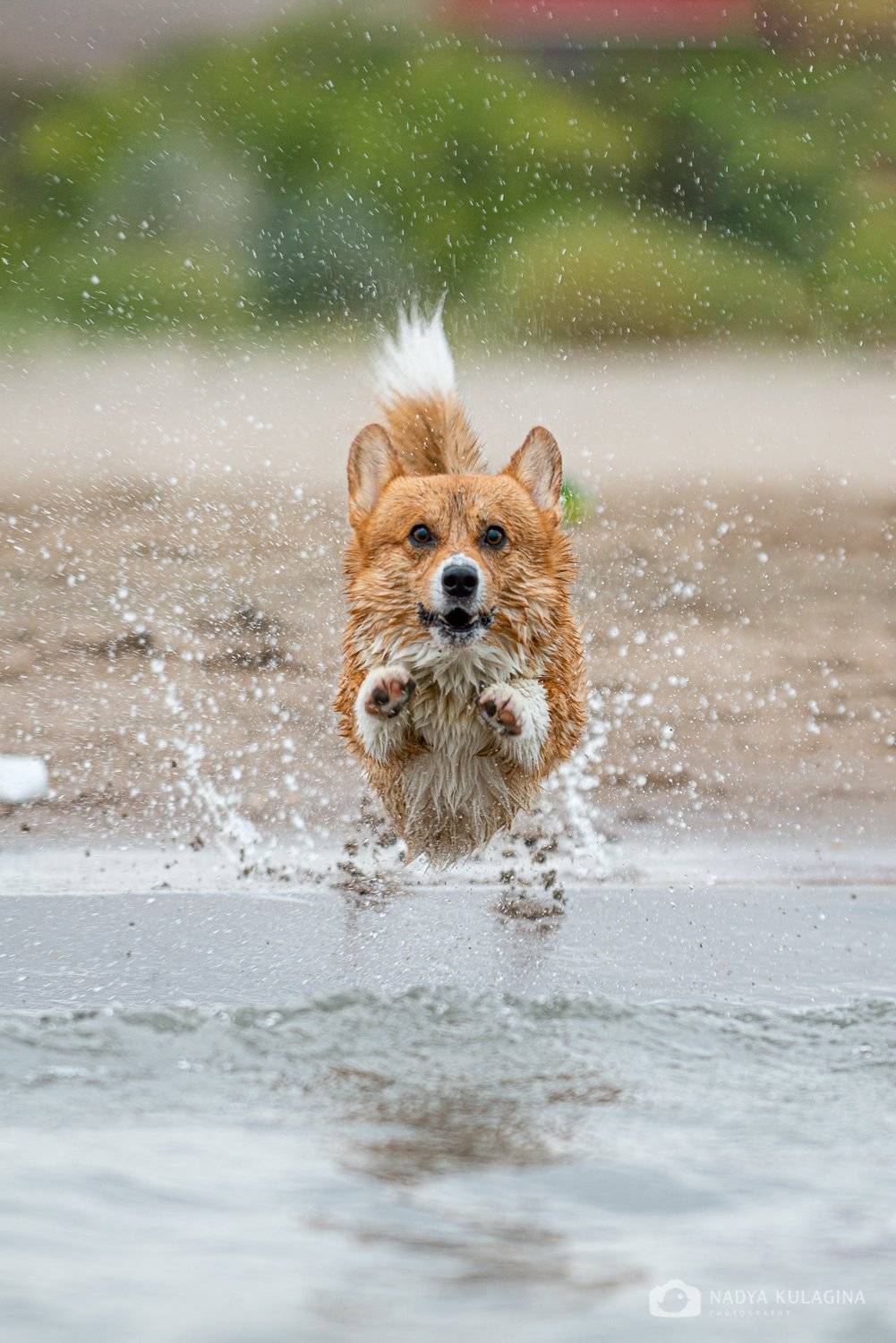 dog, pet, animal, mammal, pembroke, fly, jump, soar, water, bathe, fun, run, action, action photography, Nadya Kulagina