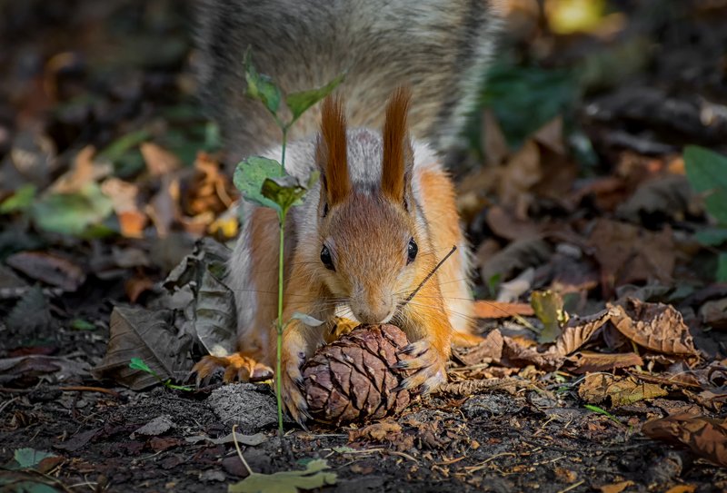 белка, кедровая шишка, с кедровой шишкой..photo preview