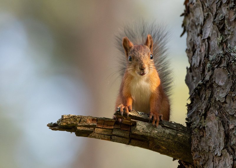 белка, Рыжее любопытствоphoto preview