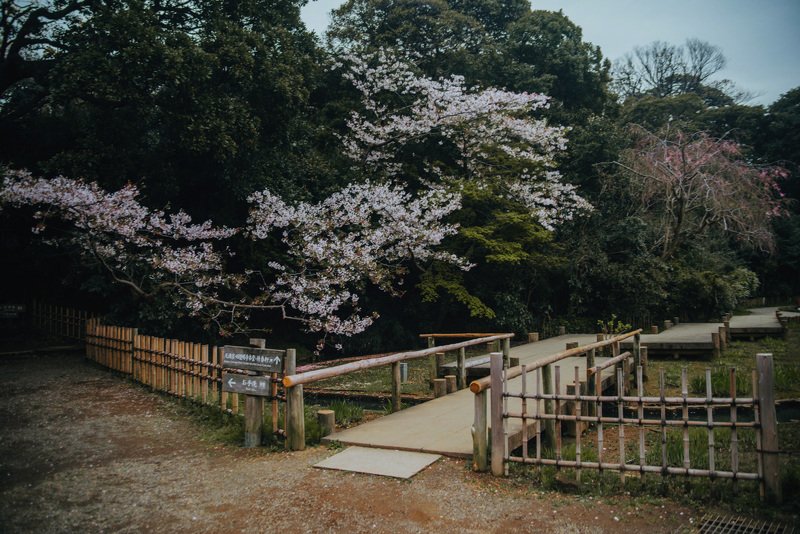 Целующиеся карпы, Sankeien паркphoto preview