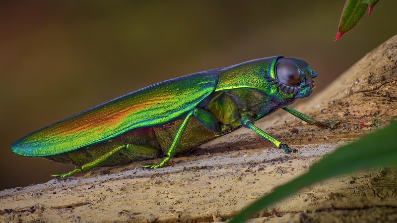 Chrysaspis aurataphoto preview