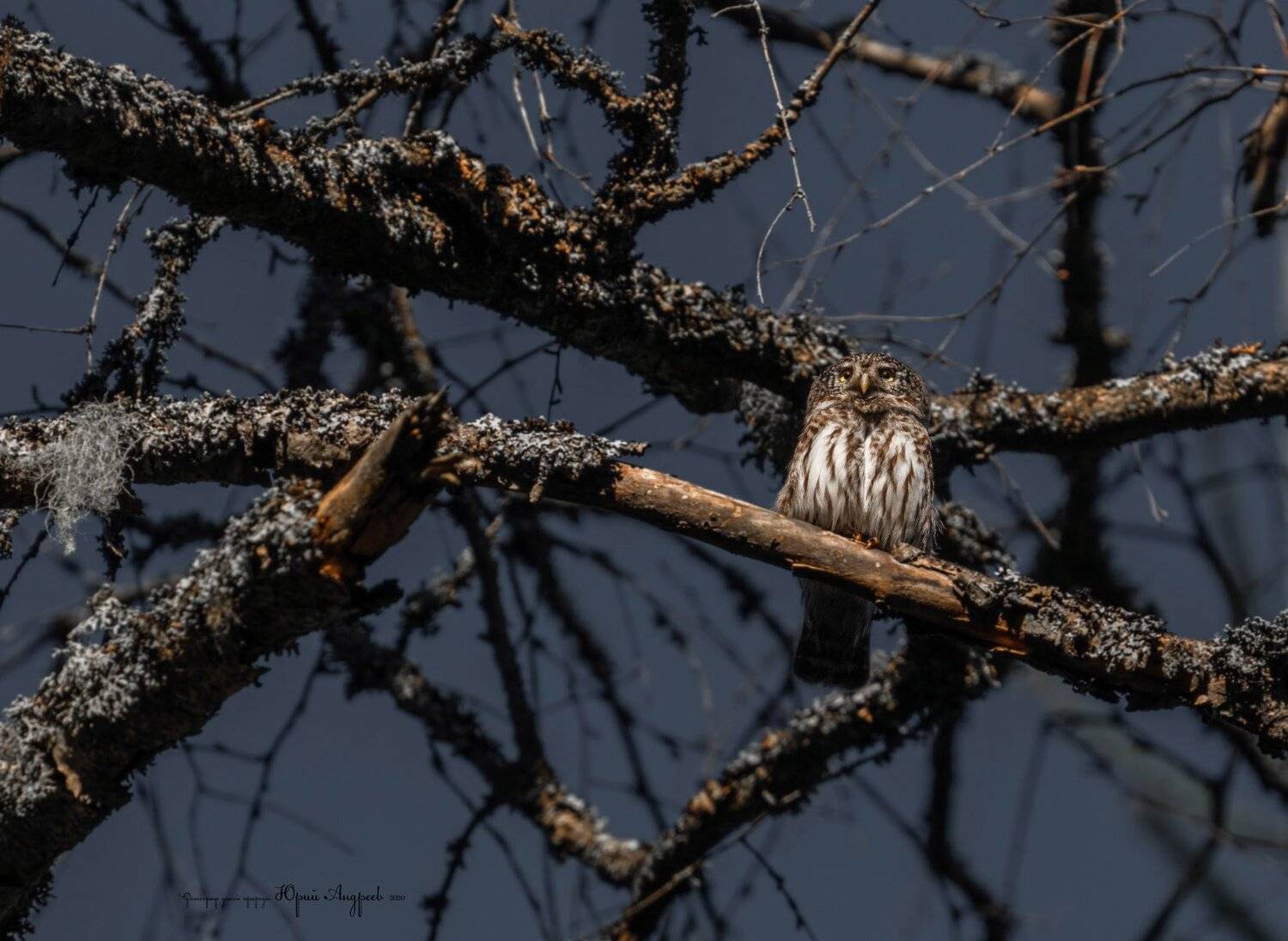 сыч, сова, сыч-воробей, лишайник, глушь, Юрий Андреев