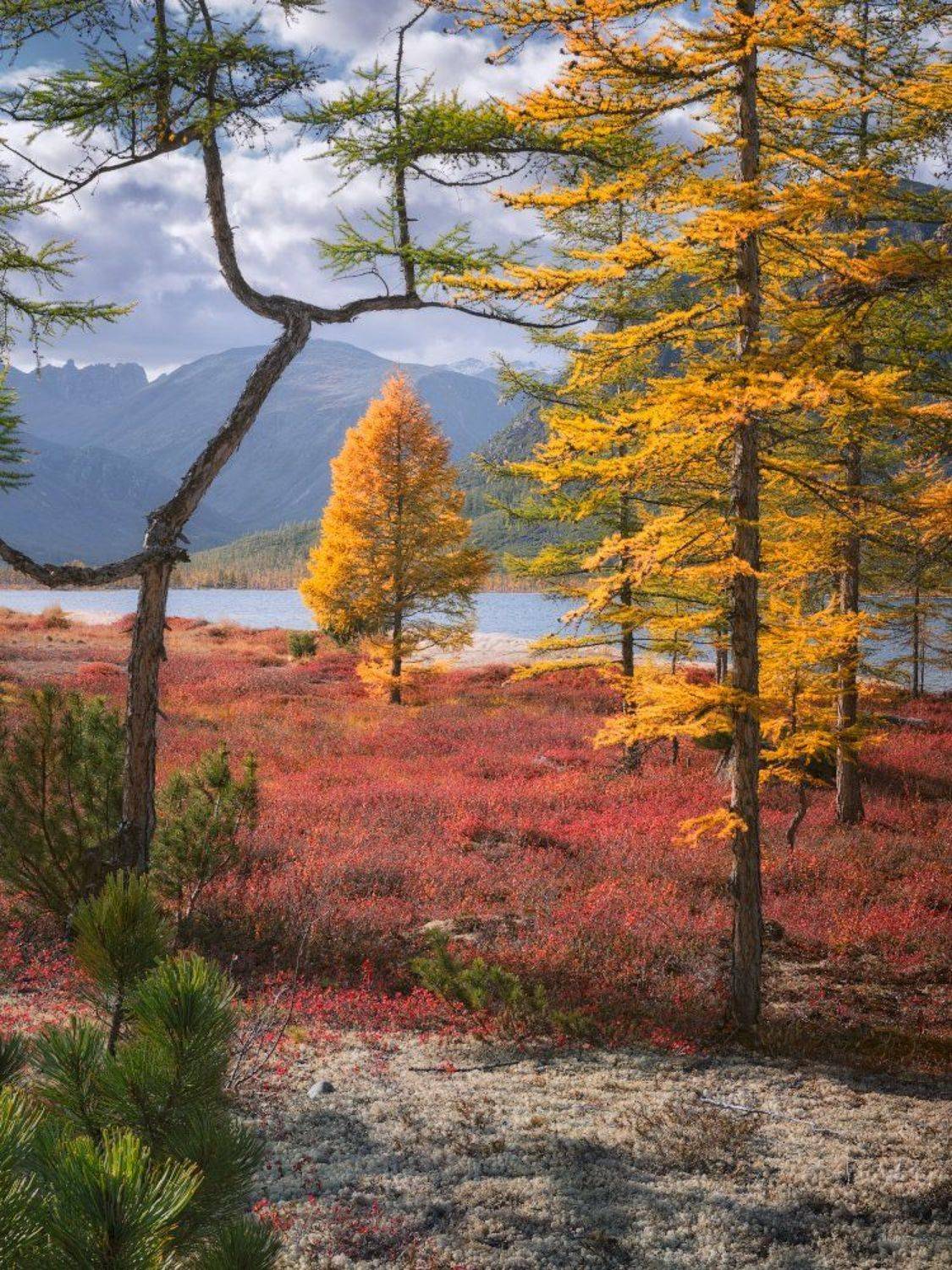 Цвета осенней Колымы. Автор: Дмитрий Медянцев колыма, осень, озеро, Дмитрий Медянцев