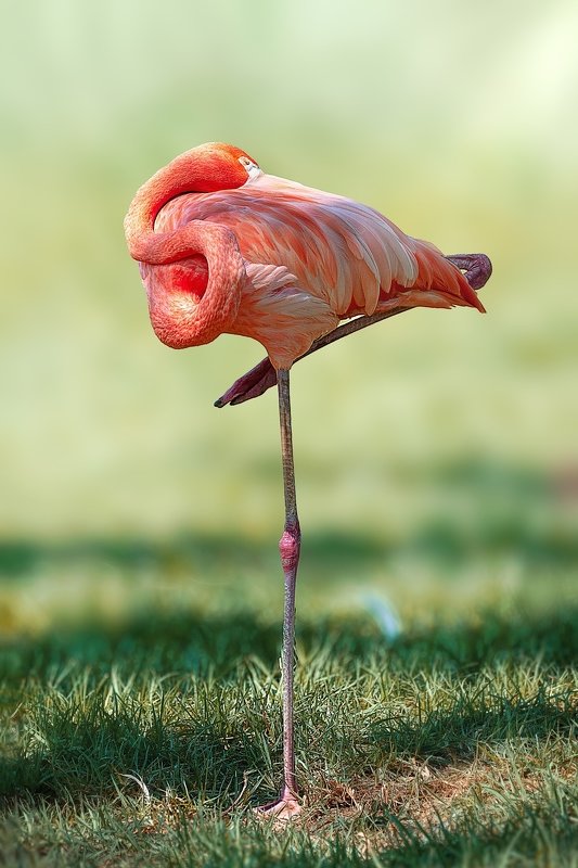 Фламингоphoto preview