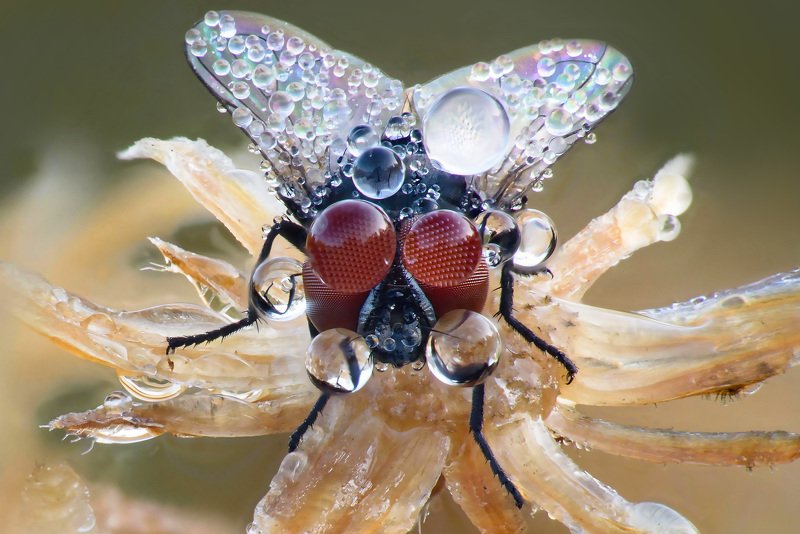 роса, муха, глаза Глазки на мокром месте..photo preview