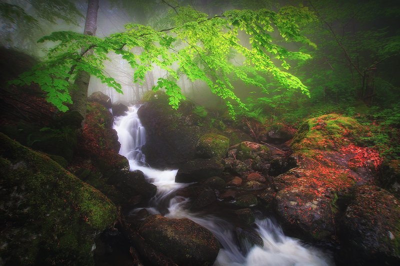 bulgaria,vitosha,fog  фото превью