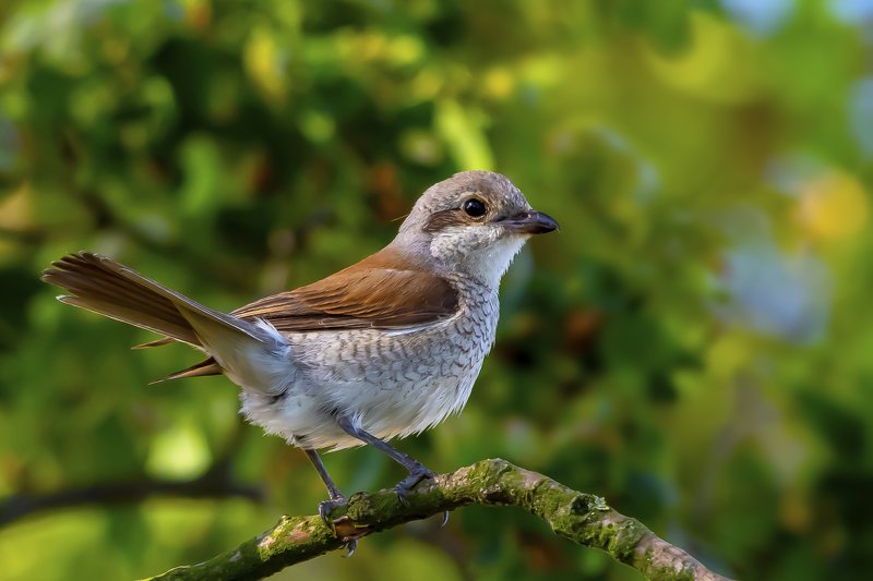 Red-backed shrikephoto preview