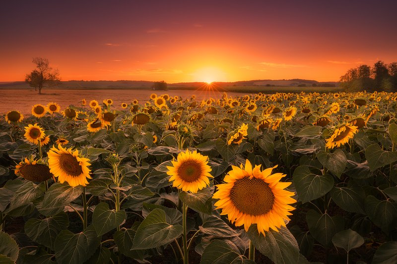 sunflower, coratia, landscape, sun, sunset, field  sunflower fieldsphoto preview