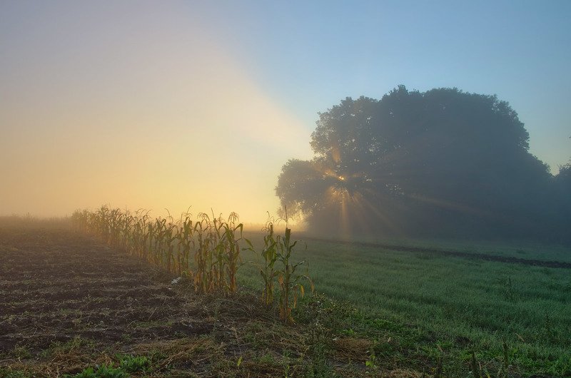 #nature, #туман, #лес, #oсень, #украина, #карпаты, #пейзаж, #закат, #туман, #солнце, #свет, #mountain range, #mountains, #туризм, #лес, #nature, #природа, ранокphoto preview