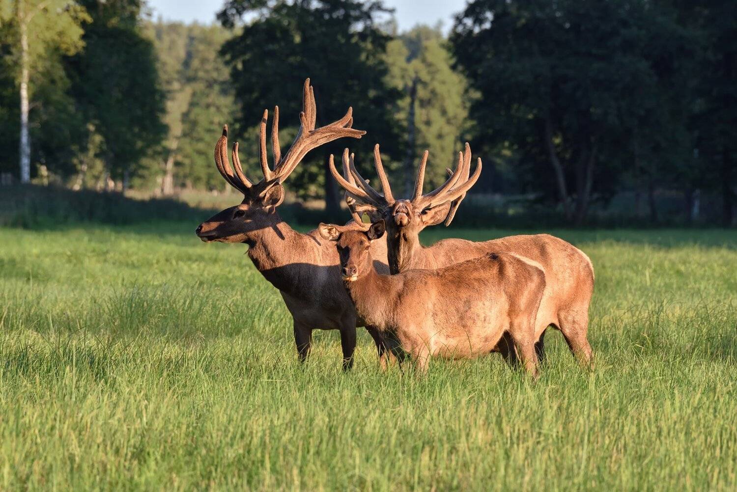 ***. Автор: Виталий Полуэктов лес,вечер,закат,животные,олени, Виталий Полуэктов