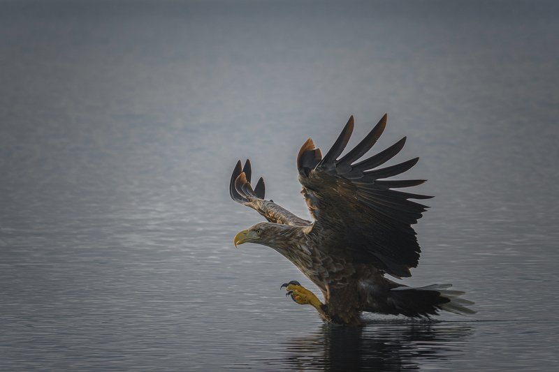 real wildlife, wildlife, nature, wildlife photographer, eagle, bird photography, орлан-белохвост, haliaeetus albicilla, bird, sa_travelmedia, mywildlifestory, \