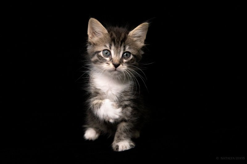 кошка,кошки,животные,любимец,котенок,черный,студя,cat,kitten,animal,pet,canon,studio Портретphoto preview