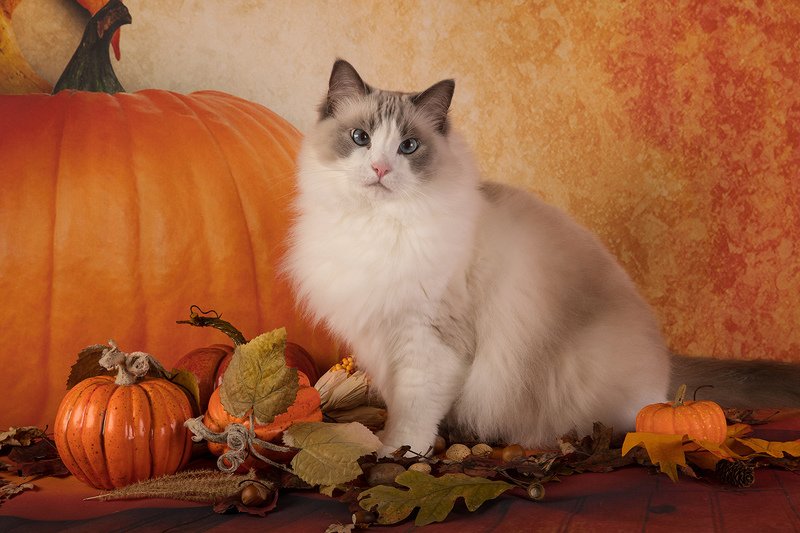 сat, кошка, животные, кошки, ragdoll cat, ragdoll,  рэгдолл, ragdoll, тыква, листья, ягоды Матильда. Вот и Осень...photo preview