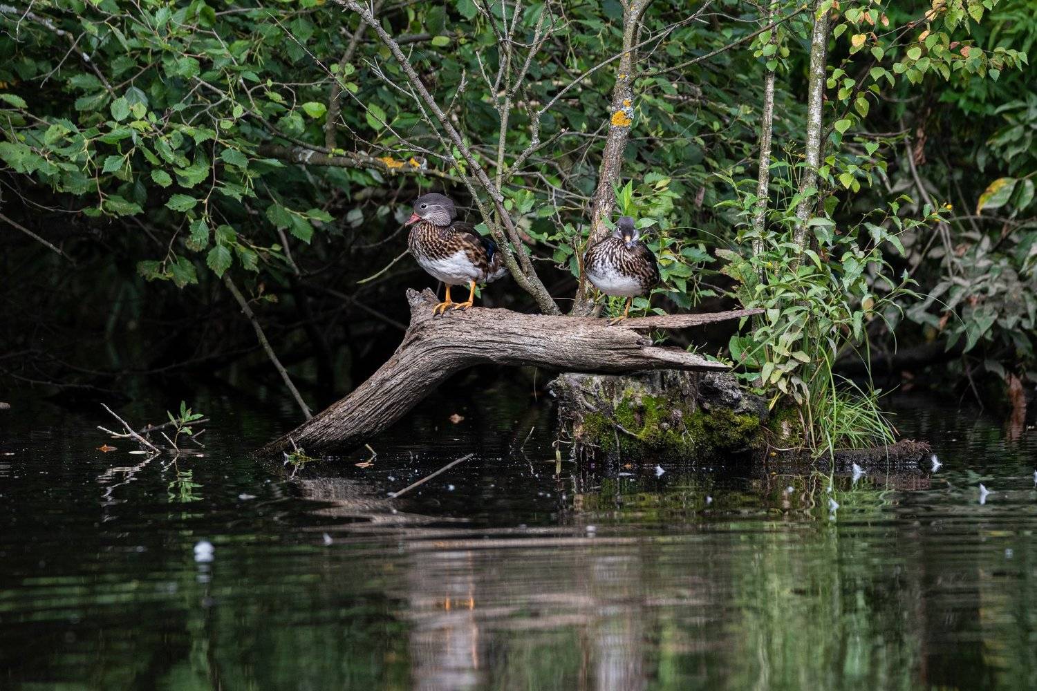 , Дронов Константин