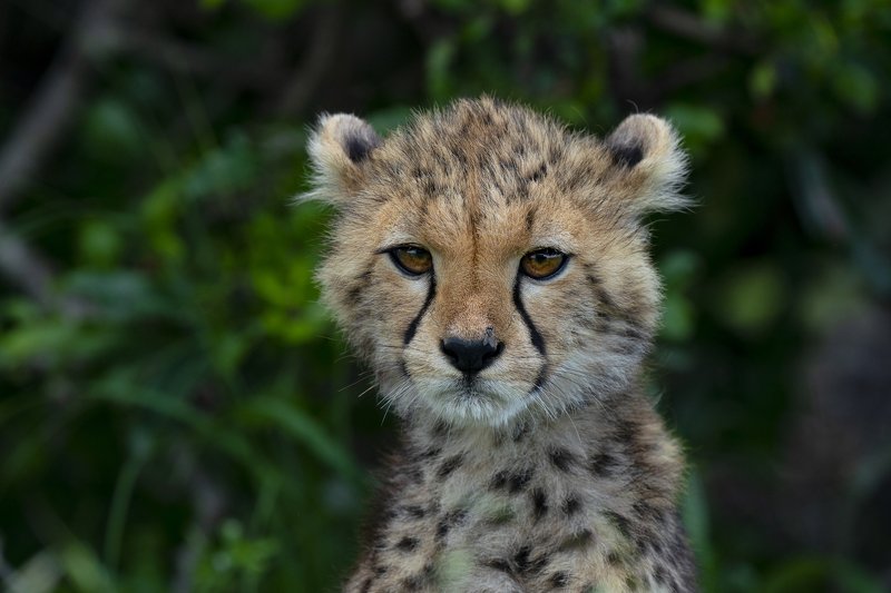 Little Cheetahphoto preview