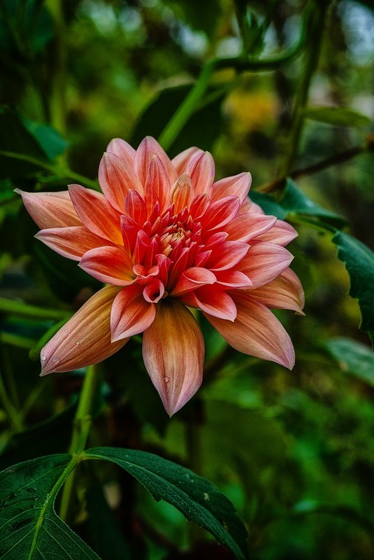 Коренной Абхазецphoto preview