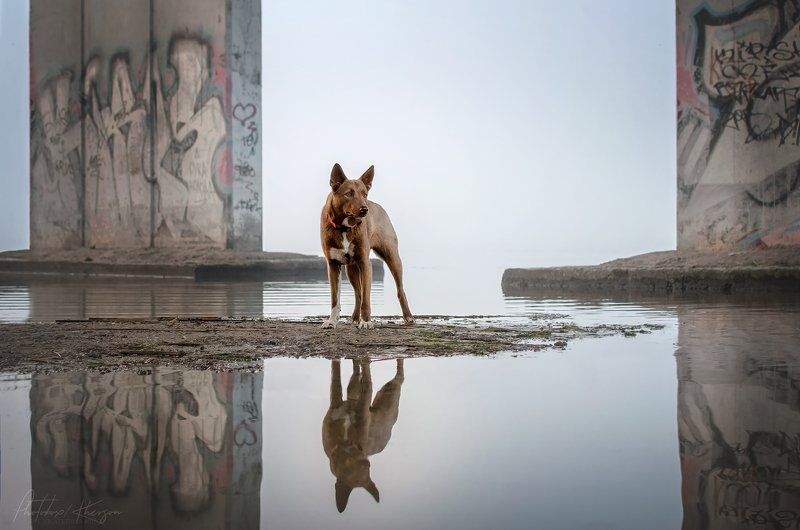 анималистика, портрет, пейзаж, отражение Туманное утроphoto preview