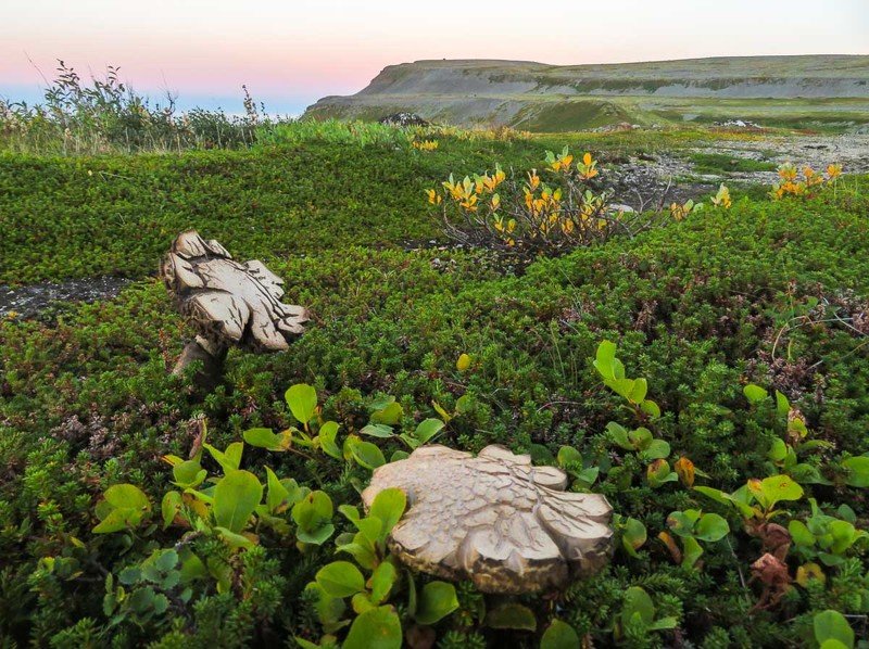гриб, тундра, берег, скалы, вечер, заказ, природа, север, Баренцево море, Кильдин Мир глазами грибов фото превью