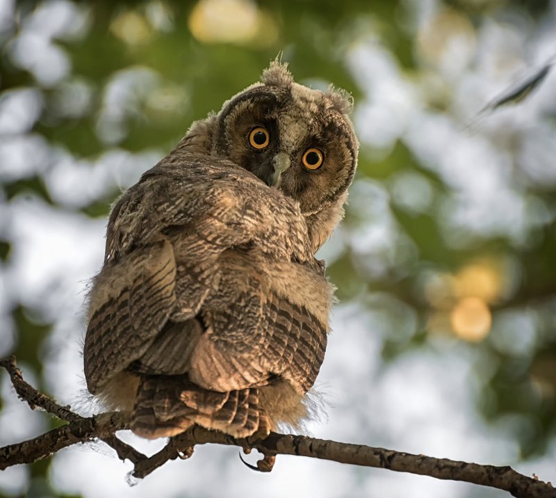 сова, птица, не готова к фото сессии.. фото превью