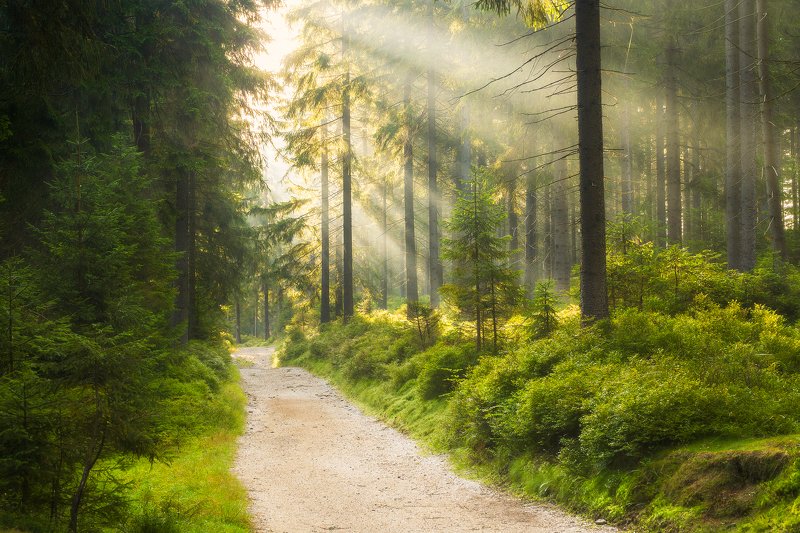 light, forest, Poland, green, sun Lightphoto preview