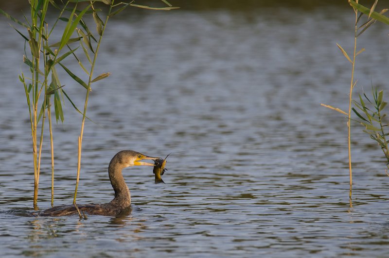 Рыбалка на закатеphoto preview