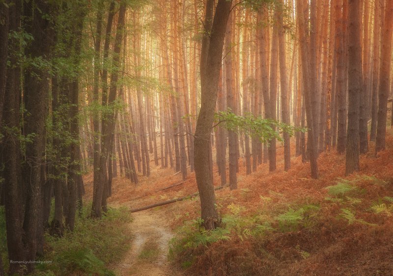 роман любимский, осень, воронеж, фототуры, россия, пейзаж Дорога в осеньphoto preview