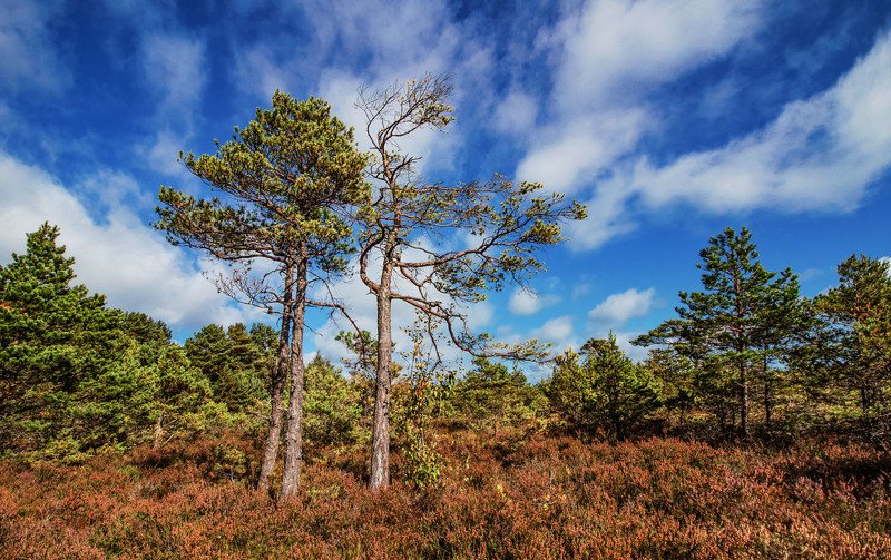 Триоphoto preview