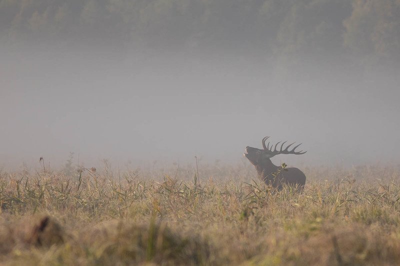 Moc Rykowiska photo preview