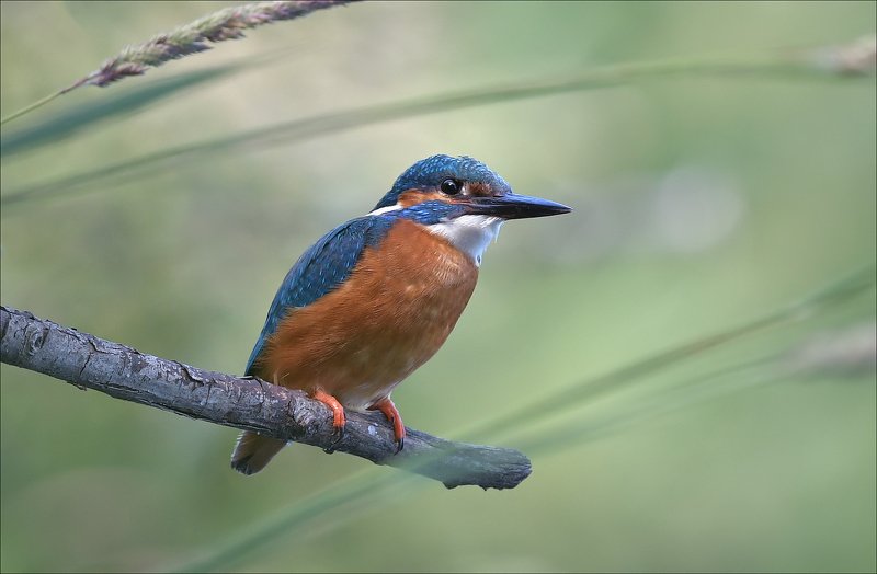 зимородок Начеку...photo preview