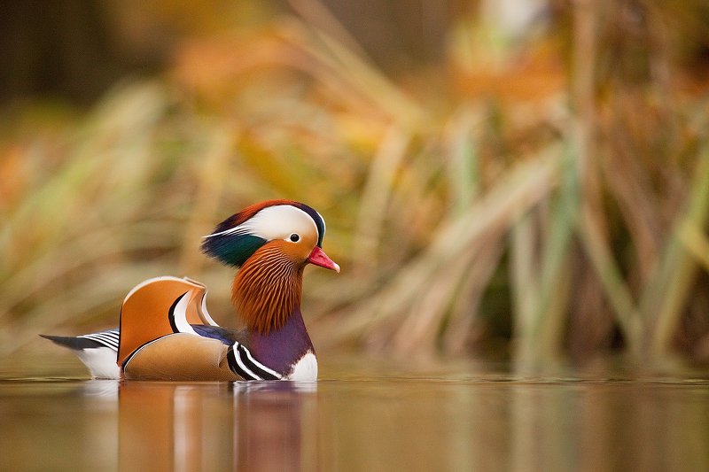 Mandarin duckphoto preview