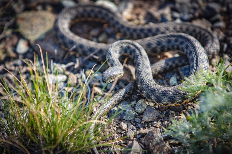 гадюка. ГАДЮКА.photo preview