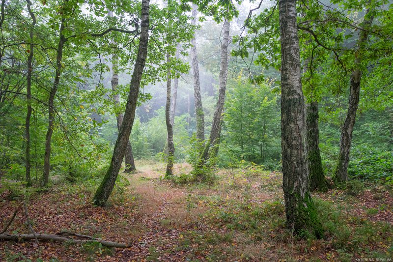 природа, осень, пейзаж, лес Первые осенние туманыphoto preview