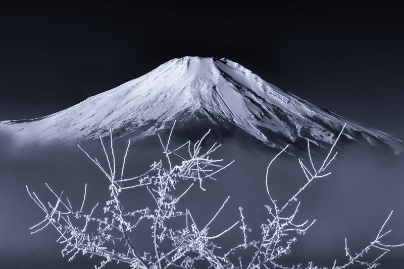 Fuji,Japan,mountain,snow,tree,fog,gas,haze,winter White tree branchphoto preview