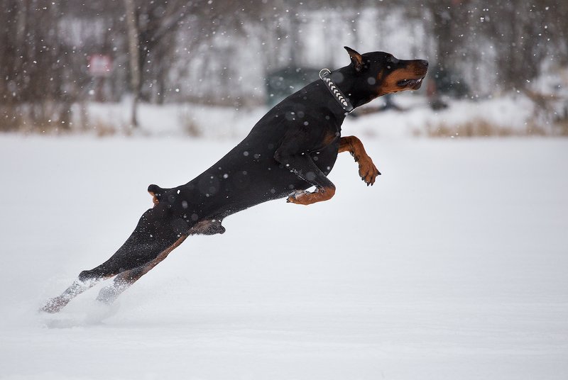 собака, доберман photo preview