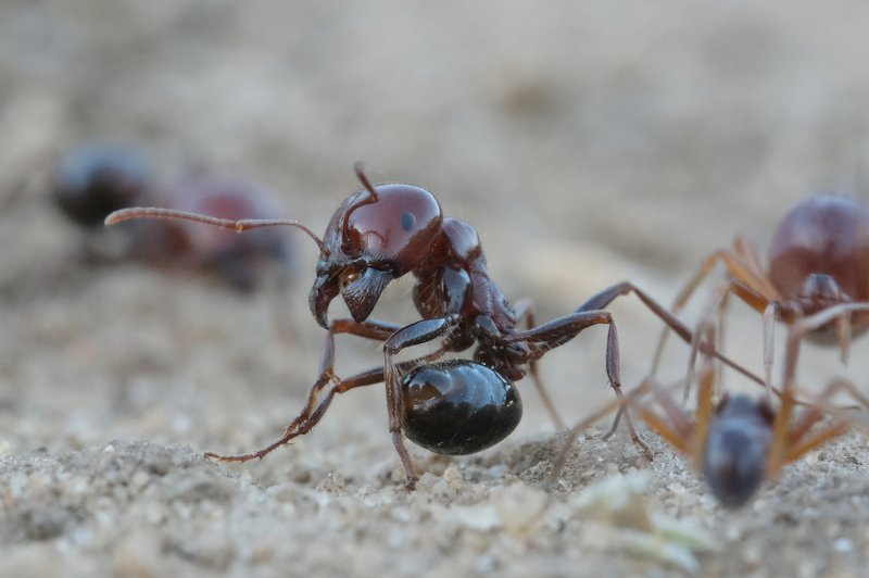 before the attackphoto preview