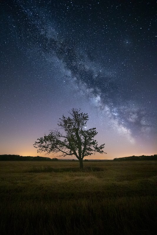 croatia, milky, way, stars, night, tree, field,  lone treephoto preview